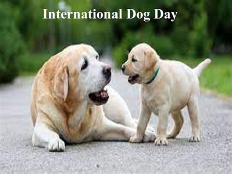 International Dog Day 2024 Quotes - Ashla Camella