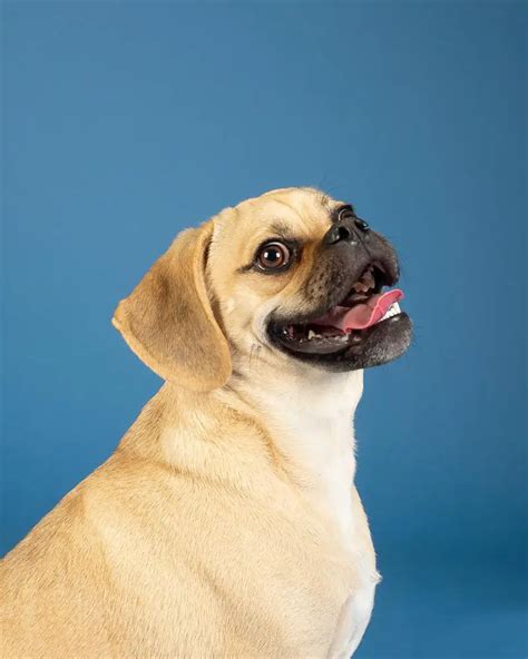 Puggle Growth Chart. Puggle Weight Calculator.