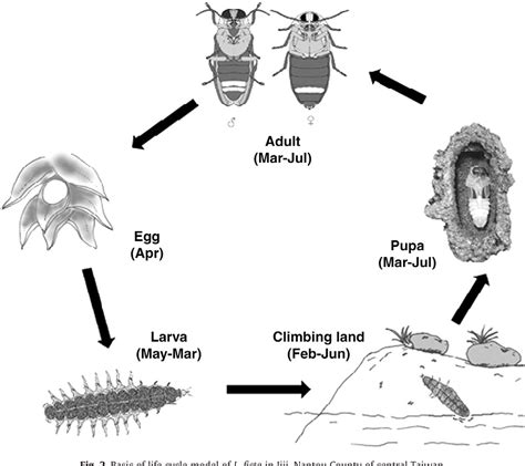 Life Cycle Of A Firefly Firefly Life Cycle Wheel Firefly