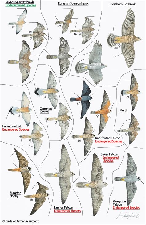 hawk identification guide | Plate 15 - Sparrowhawks, Goshawks, Kestrels, Falcons, Merlins and ...