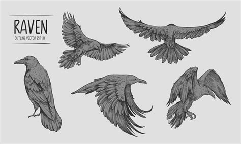 Raven Bird Flying Drawing