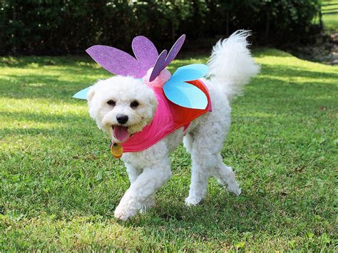 Halloween Costumes Ideas For Dogs And Owners at Grace Livingston blog