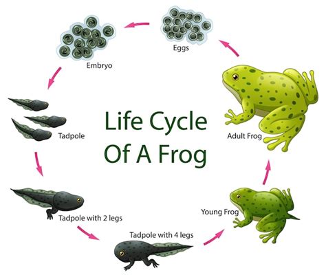 Premium Vector | Life cycle of frog