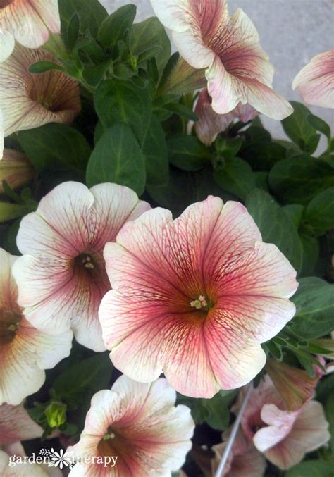 Modern Petunia Varieties: No Longer Just the Pinkest Pink Flower - Garden Therapy