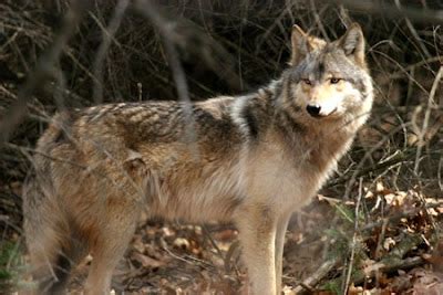 Wolves, Wolf Facts, Cougars, Cougar Facts, Coyotes, Coyote Facts - Wolves, Cougars, Coyotes ...