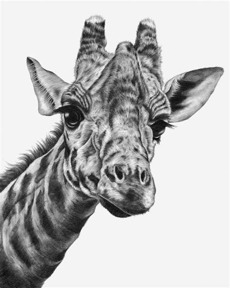 Giraffe Drawing PRINT - Etsy Australia