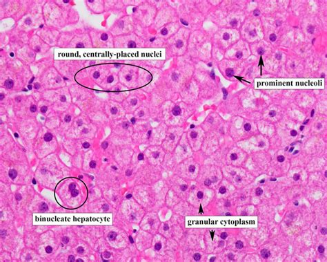 Normal Liver Histology 101 | AASLD