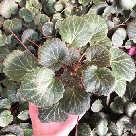 Saxifraga stolonifera - Strawberry Geranium (4.5" Pot) | Little Prince ...