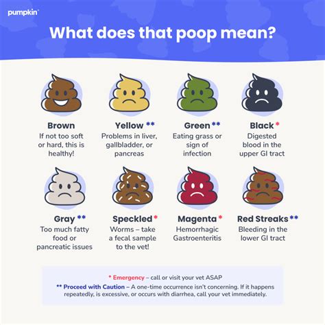 The Ultimate Guide to Dog Poop Health | Pumpkin®