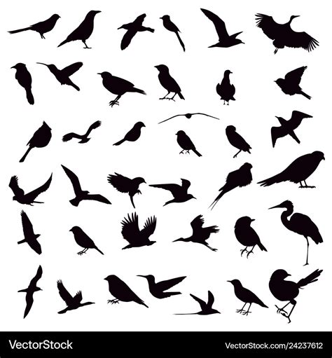 Bird silhouette Royalty Free Vector Image - VectorStock