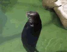 Seal Spin GIF - Seal Spin Spinning - Discover & Share GIFs