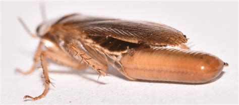 Roach Eggs: How To Prevent An Infestation | ABC Blog