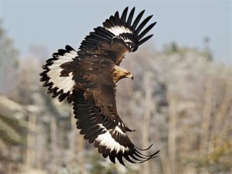 Golden Eagle Flying