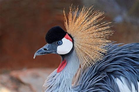 East African Crowned Crane - Denver Zoo