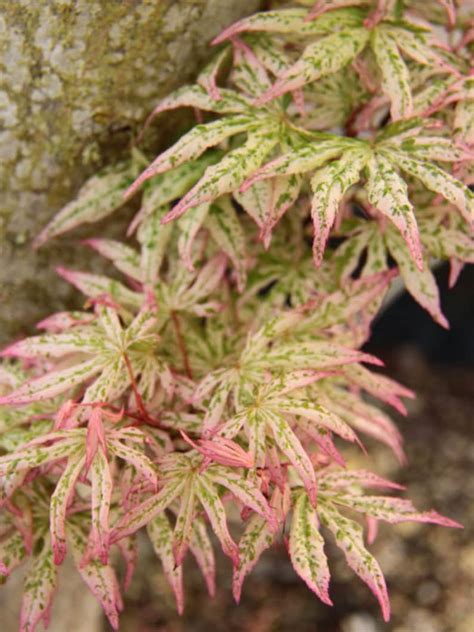 Ukigumo Japanese Maple Japanese Maple Bonsai 10 Seeds - Etsy