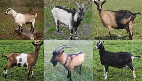 10 Most Popular Goat Breeds