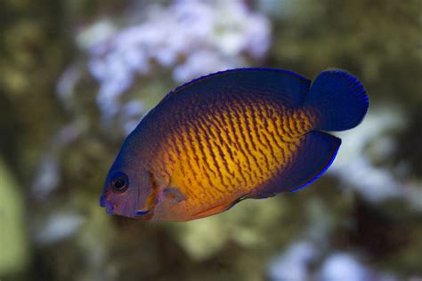 Saltwater Angelfish Species