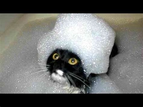 The funniest and most humorous cat videos ever! - Funny cat compilation ...