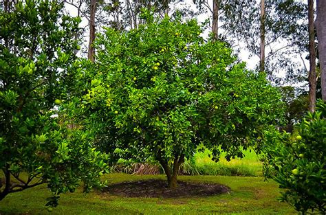 Persian Lime Trees For Sale Online | The Tree Center