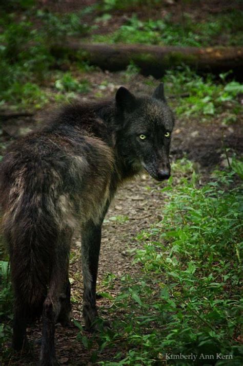 Épinglé sur animals | Loup noir, Loup, Animaux