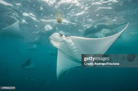 Manta Ray Migration Photos and Premium High Res Pictures - Getty Images