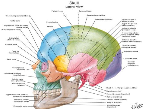 Pencil Munchers: Week 1 : The Head - Skull and Features of the face.