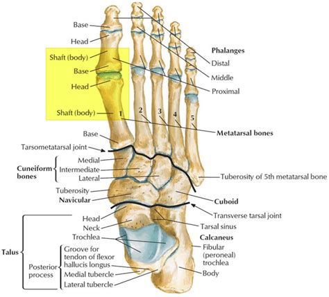 Turf toe causes, signs, symptoms, recovery, diagnosis & turf toe treatment