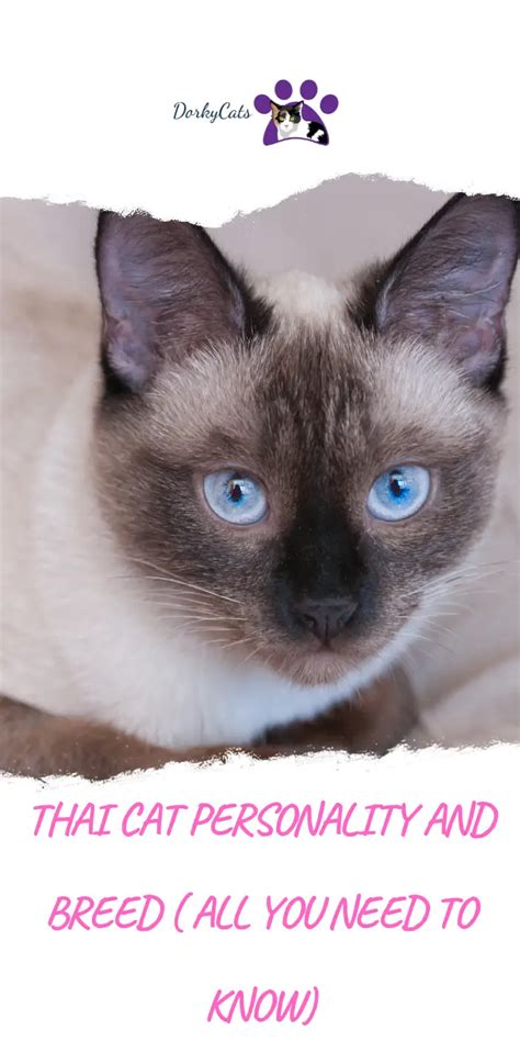 THAI CAT PERSONALITY AND BREED ( ALL YOU NEED TO KNOW) - DorkyCats