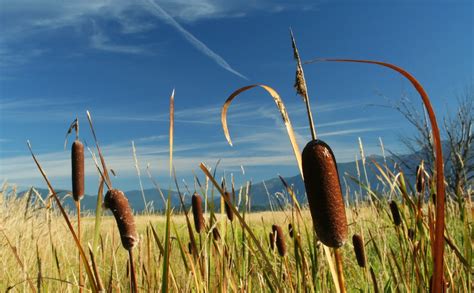 Incredible, edible cattails – Naturally North Idaho