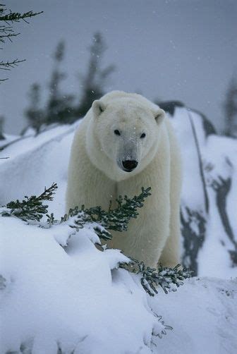 Winter wonderland. | Bears | Pinterest