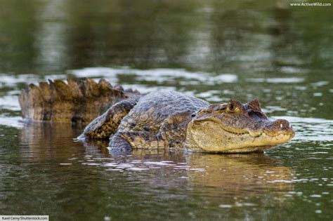 Spectacled Caiman Facts, Pictures & In-Depth Information