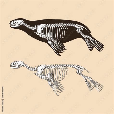 Skeleton sea lion vector illustration animal Stock Vector | Adobe Stock