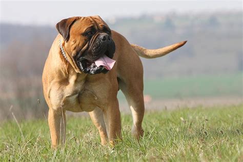 Bullmastiff Dog Breed Information