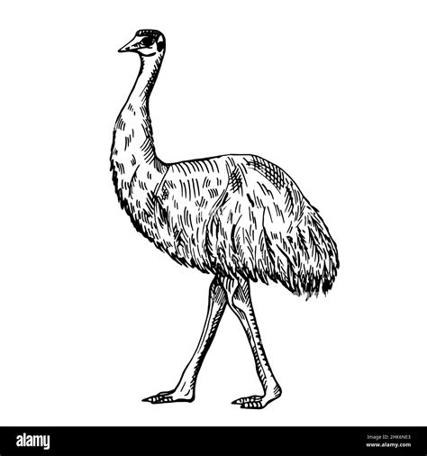 Vintage illustration of emu on isolated white background. Vector skerch animal from Australian ...