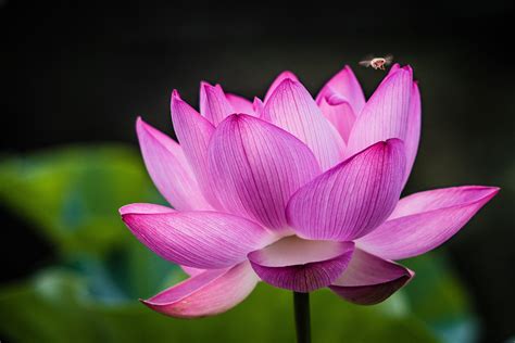 Closeup photography of pink lotus flower HD wallpaper | Wallpaper Flare