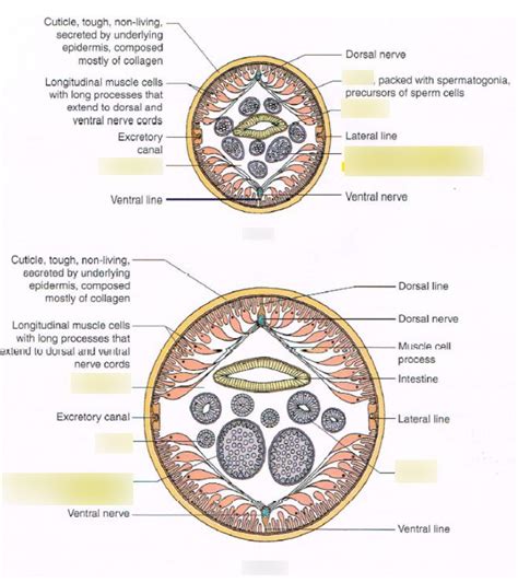 Zoo 220 Ascaris cross section Diagram | Quizlet