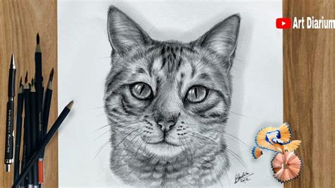 pencil Art Drawings Cat - Seth Feliu