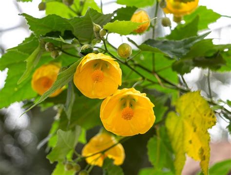 Abutilon Plants Guide: How to Grow & Care for “Indian Mallow”