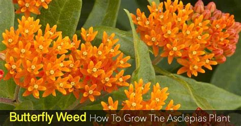 Butterfly Weed Care: How To Grow Asclepias Plant