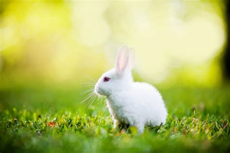 1920x1280, Rabbit Wallpapers - Good Morning White Rabbit - 1920x1280 Wallpaper - teahub.io