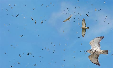 Hawk Migration: A Fall Phenomenon - The Laurel of Asheville