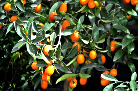 Kumquat Varieties: 4 Delicious Ones