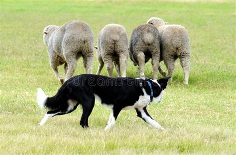 Border Collie Sheepdog Herding Sheep