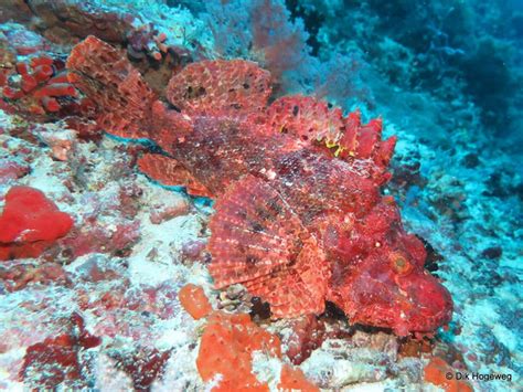 Reef stonefish - Moalboal Reef Species