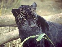 Black panther - Wikipedia