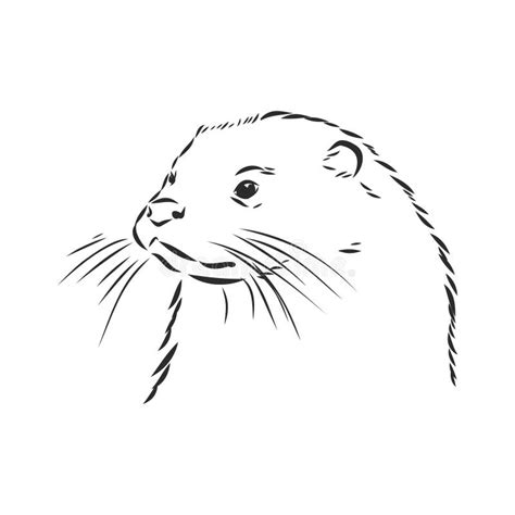 Vector Animal River Common Otter, Otter, Sea Otter, Vector Sketch ...