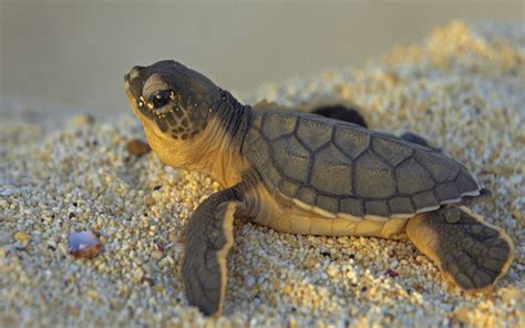 Cute Turtle wallpaper | 1920x1200 | #3676