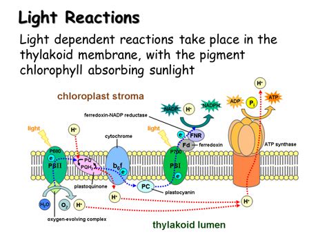 How Does Light Dependent Reaction Work at John Crisp blog