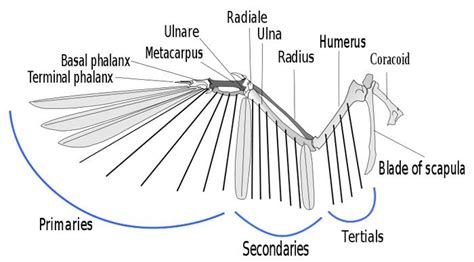 39 best images about Raven Anatomy on Pinterest | Wireframe, Eagle feathers and About animals