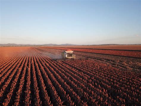 Harvest winds up on 1.4Mt sorghum crop - Grain Central